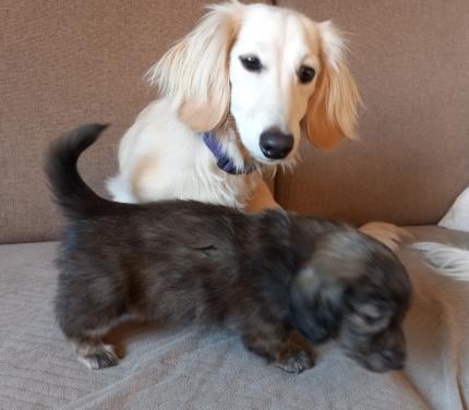 Langharige teckeltjes