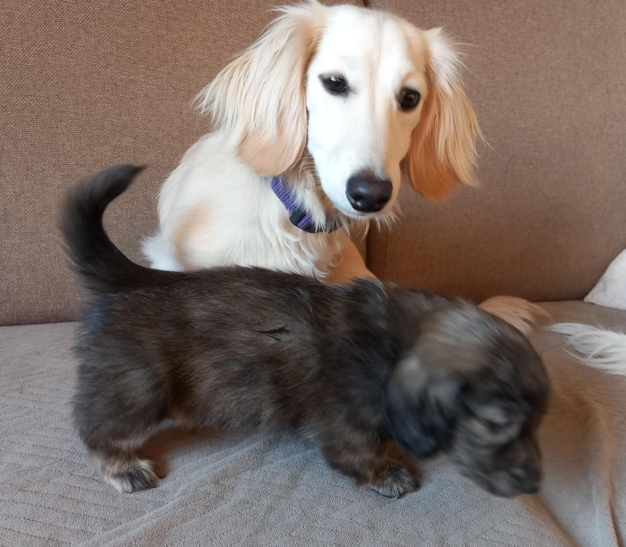 Langharige teckeltjes