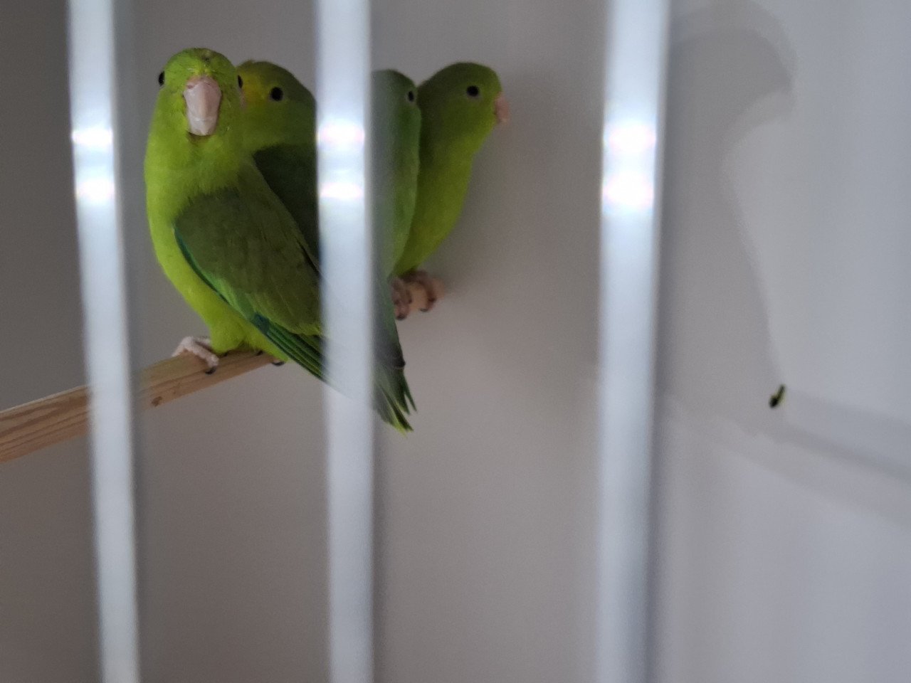 Forpus passerinus