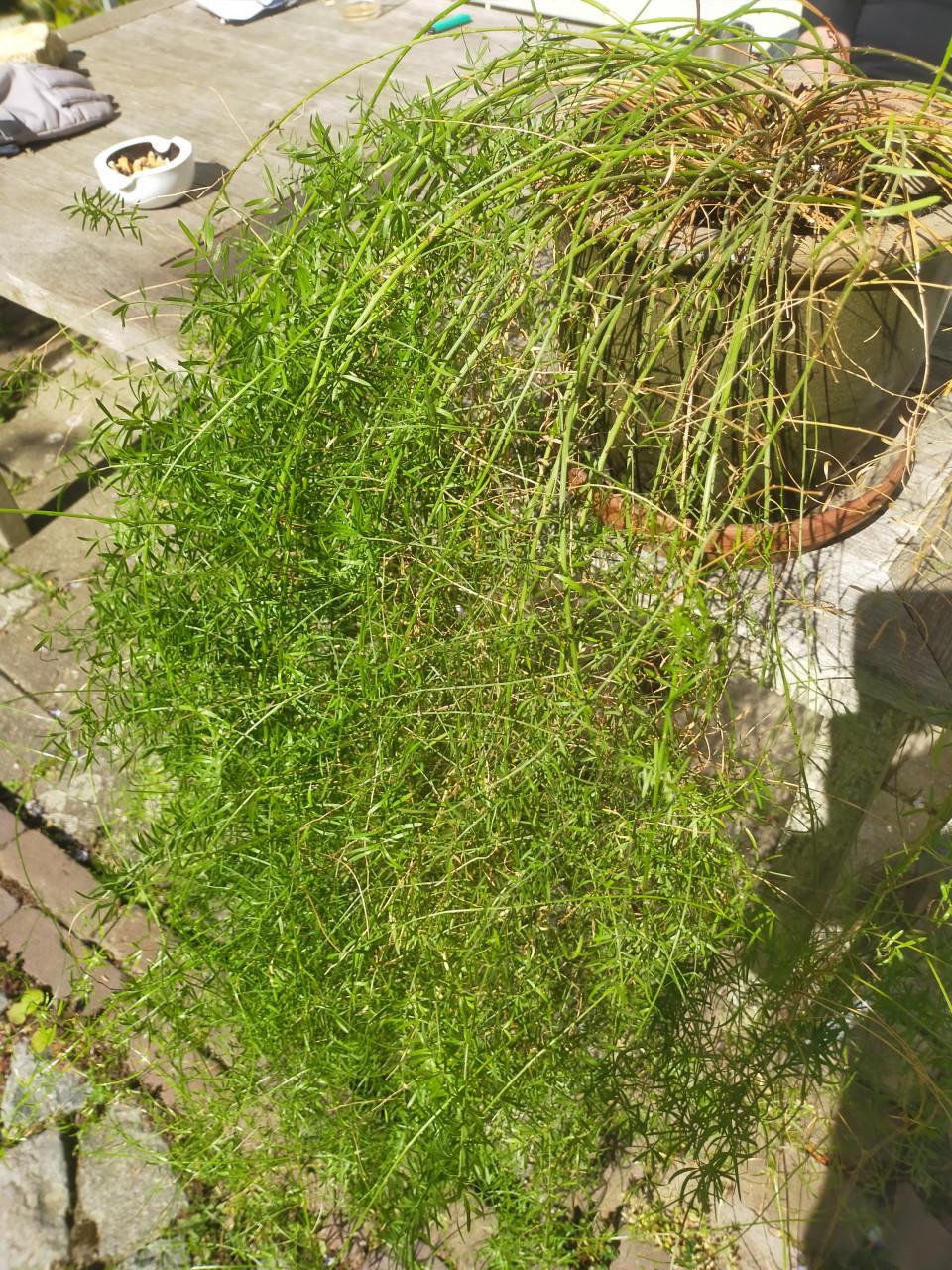 Sierasperge plant huiskamer plant