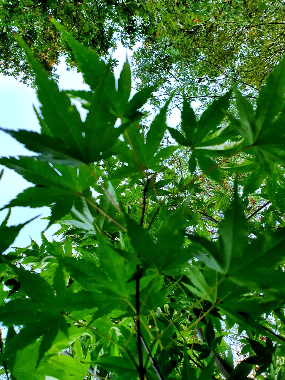 Diverse Acers