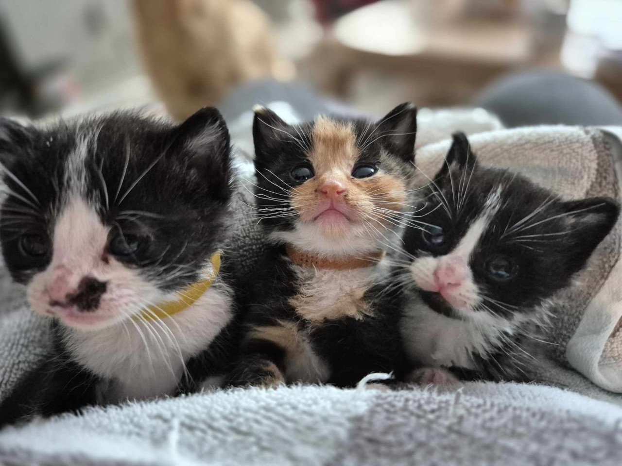 Super lieve sociale grotendeels met de fles opgevoede kittens te koop