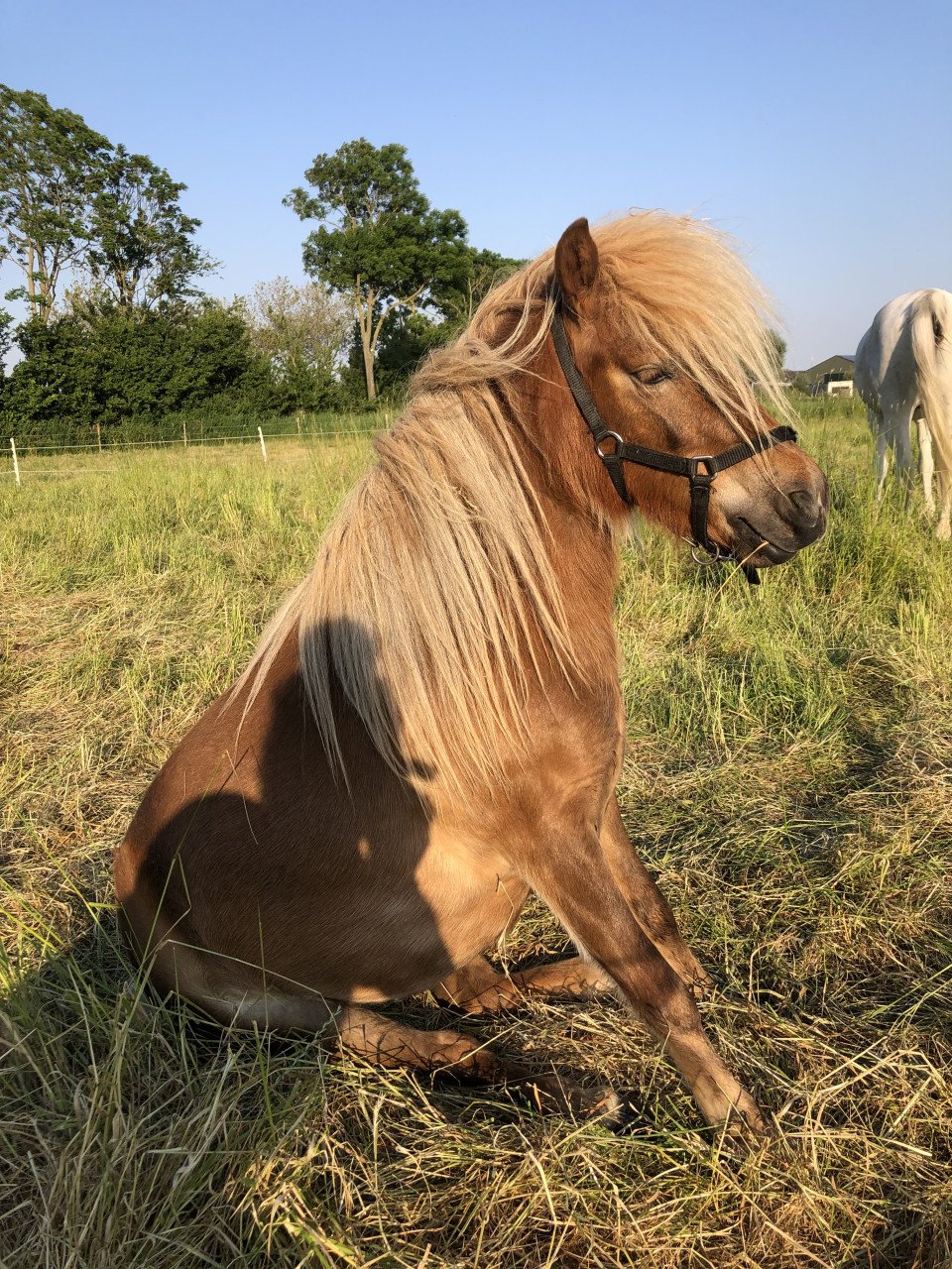 TE KOOP MINI APPALOOSA 4 JARIGE MERRIE