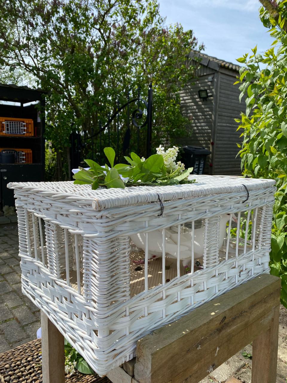 Witte postduiven oplaten: leuker dan een cadeaubon!