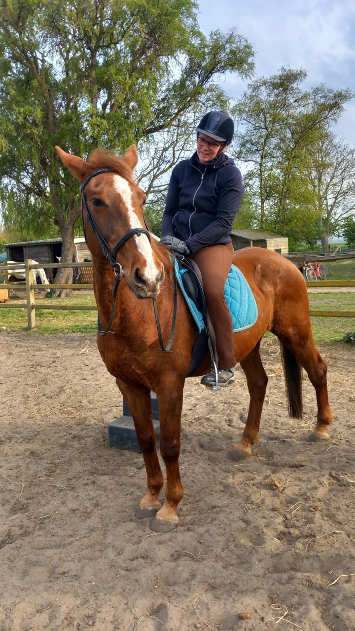 Fijne recreatie paarden te koop