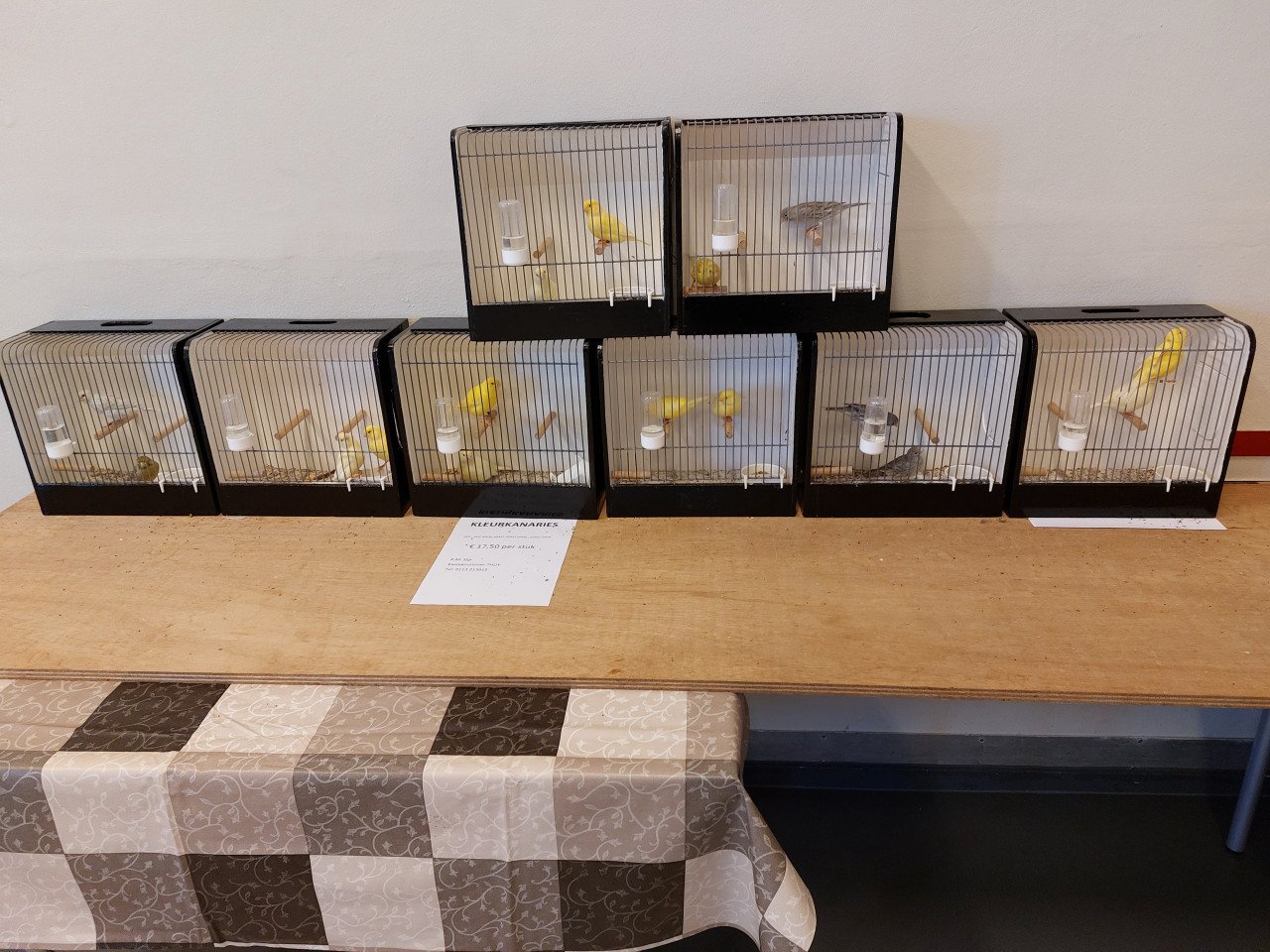 8 november vogelbeurs de Vogelvrienden Goes.