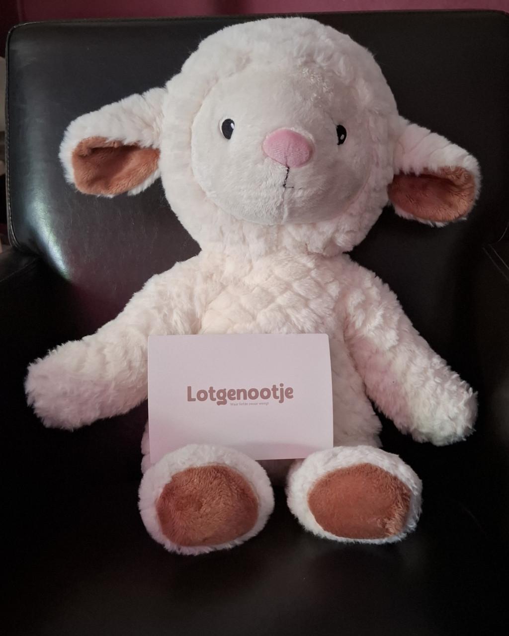 Lotgenootje schaap 2 kilo