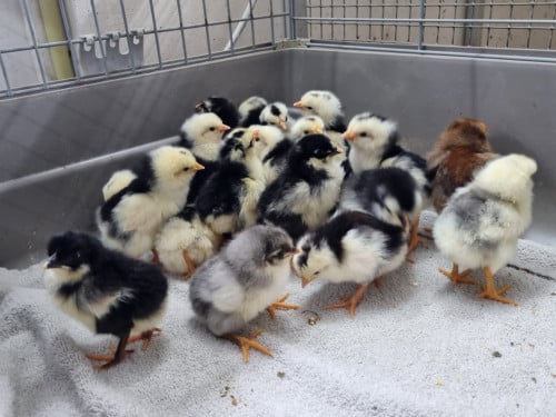 Broedeieren Bonte leghorn