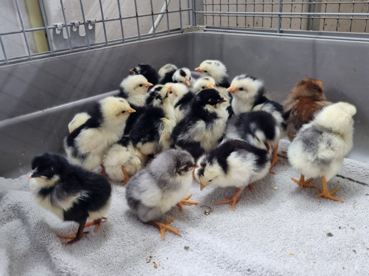Broedeieren Bonte leghorn