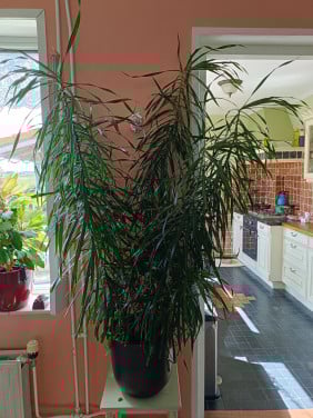 Grote kamerplant