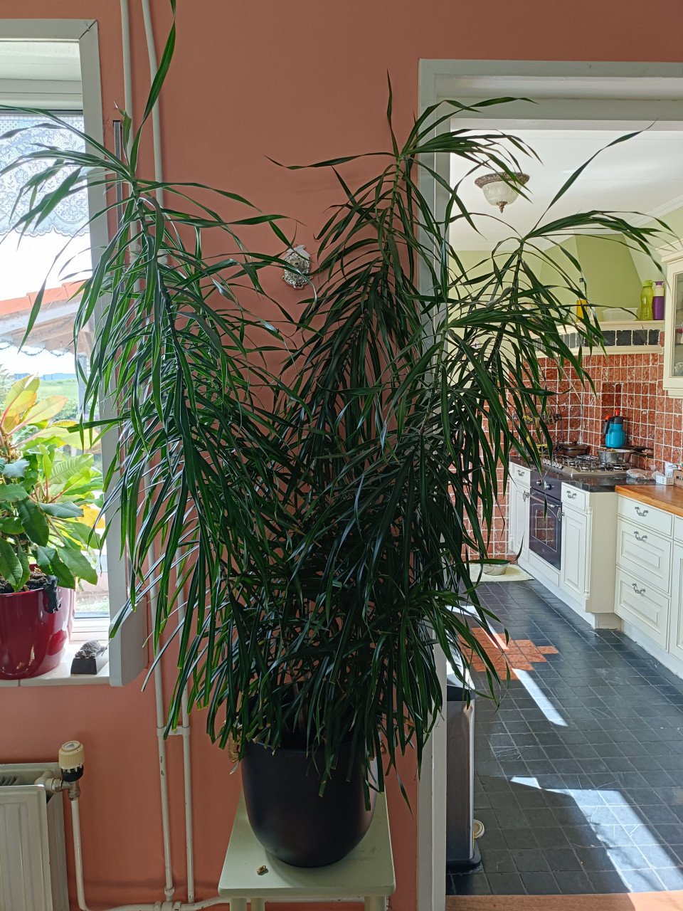 Grote kamerplant