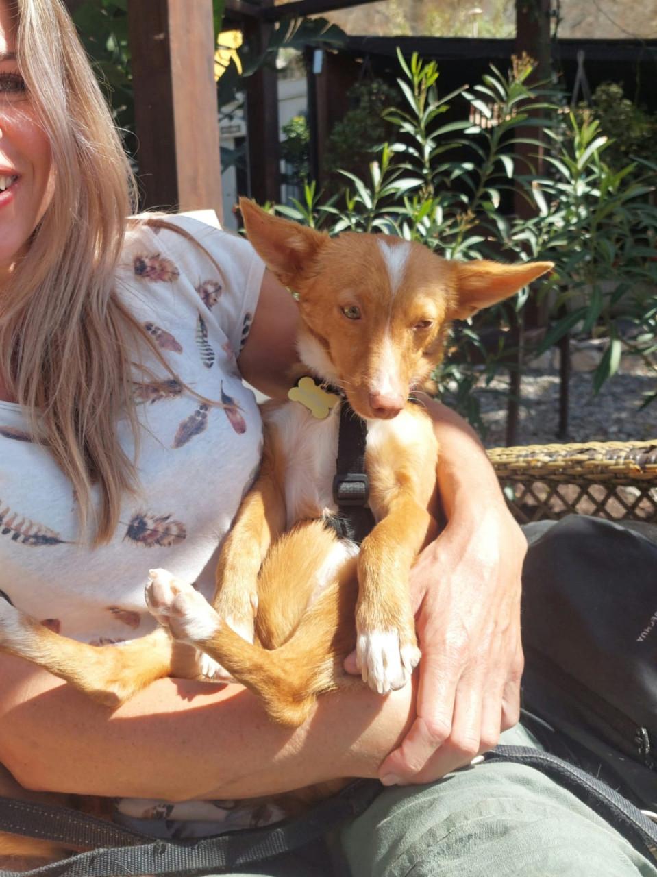 Lennie en Lennox zoeken een lief baasje!