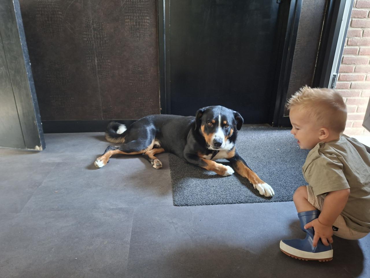 Gezellige speelse appenzeller sennenhond (1,5 jaar )
