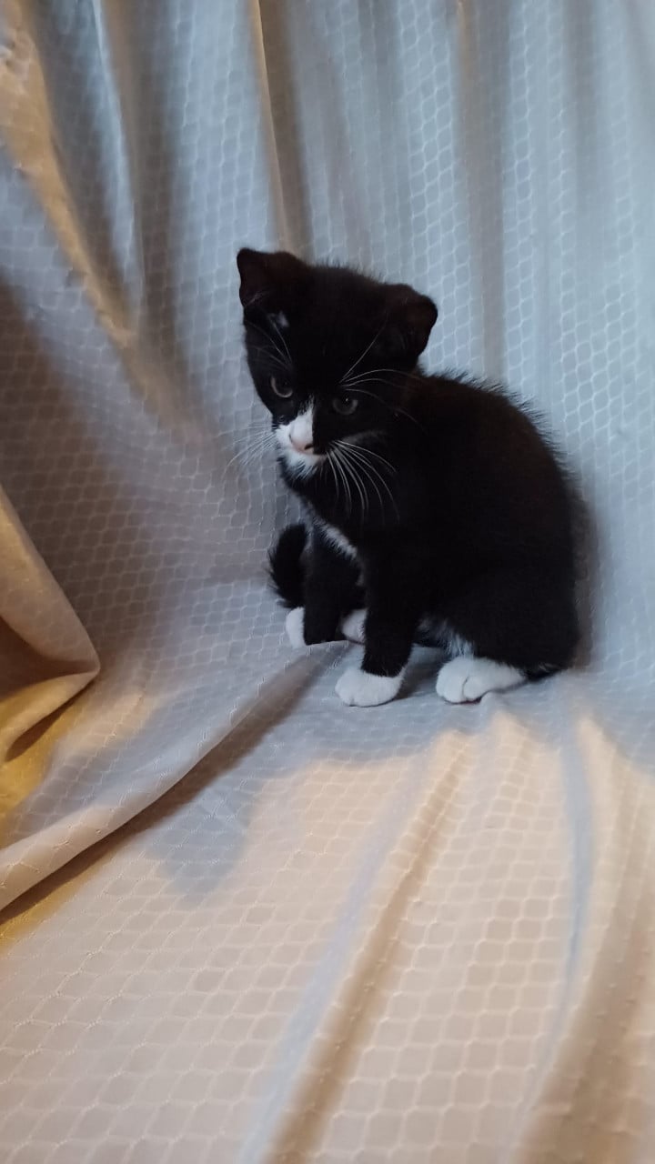 Lieve mooie kitten