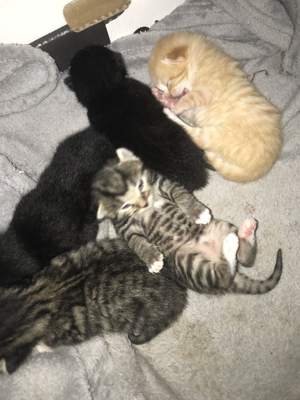 Kittens zoeken gouden mandje ❤️