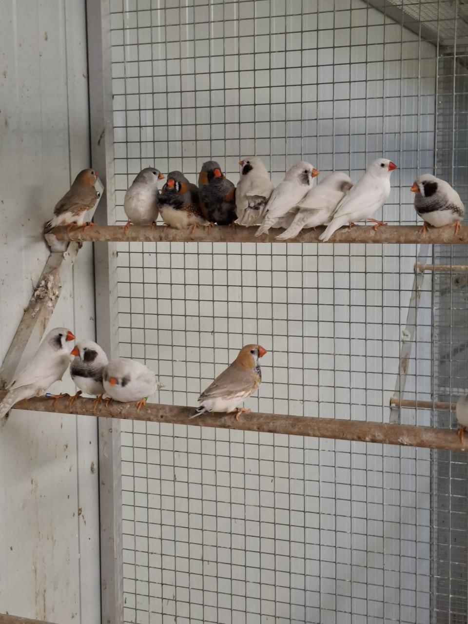 Zebravinken, witte zwartwangen