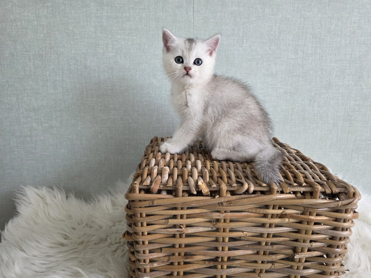 Brits korthaar kittens silver tabby (Whiskas)