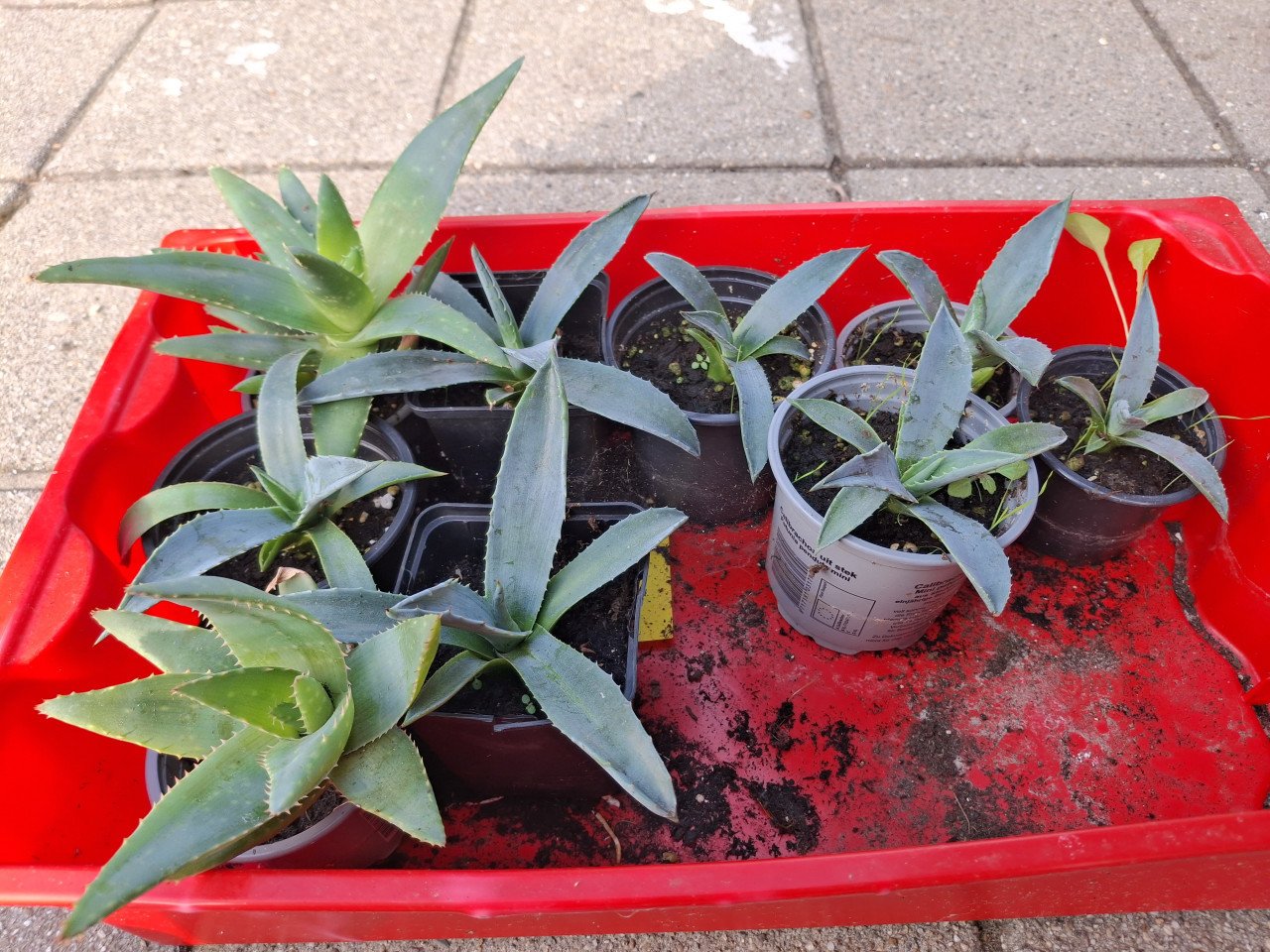 Agaves