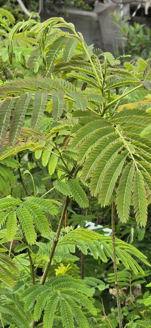 Tuinplanten bio gekweekt