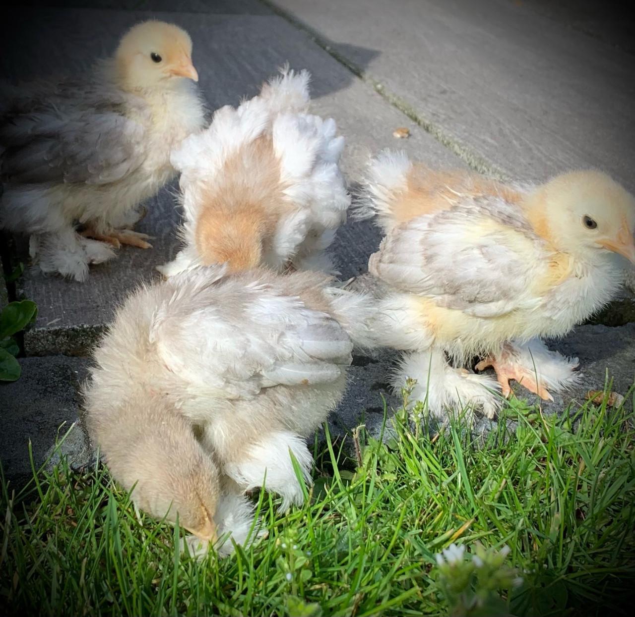 Lieve  jonge Cochin kuikens supertam