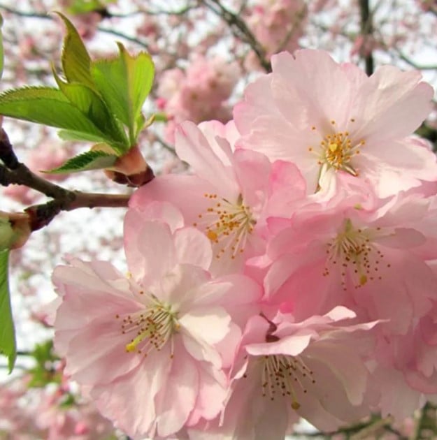 Prunus Autumnalis Rosea - Japanse sierkers op stam