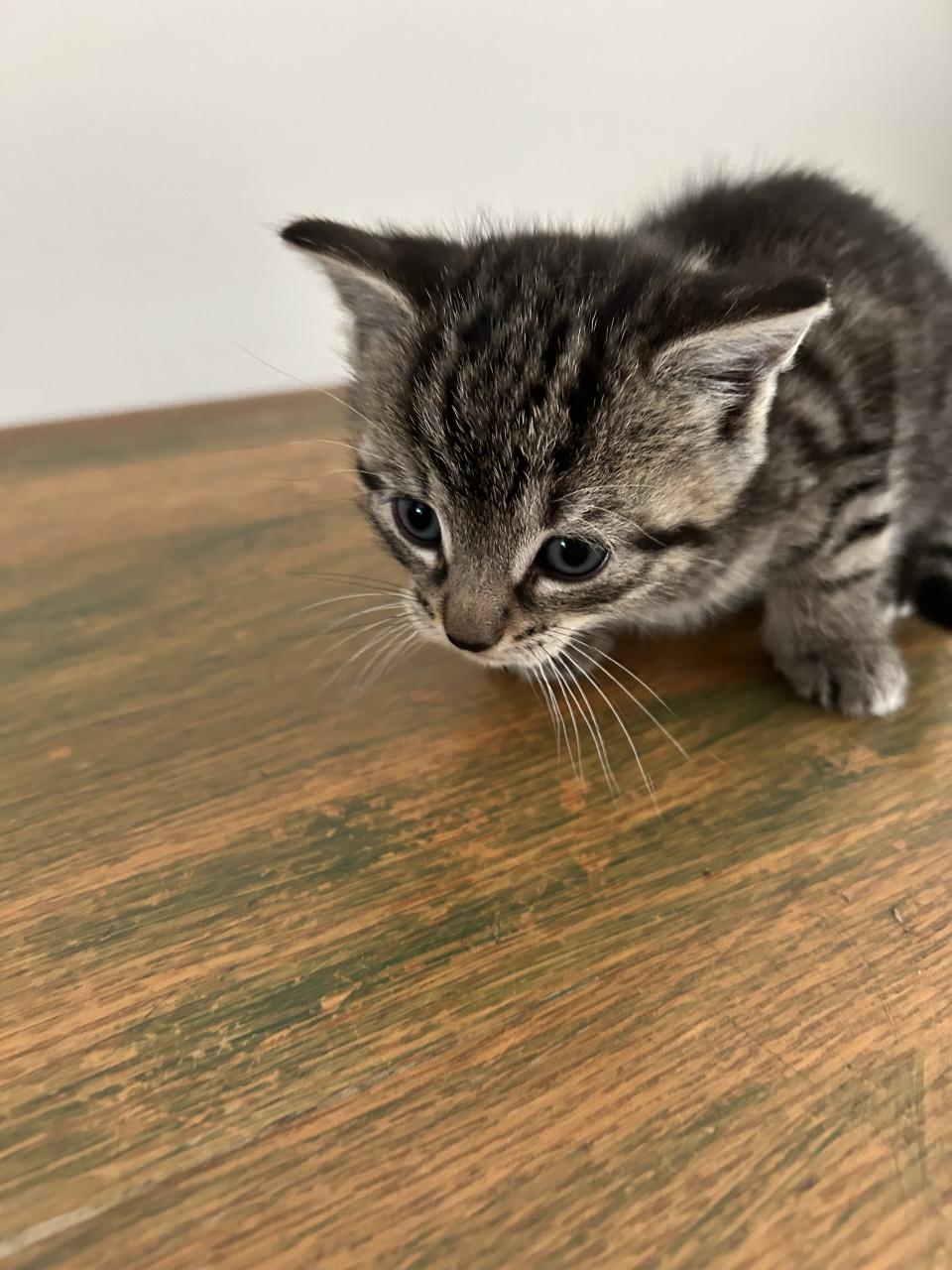 Kittens