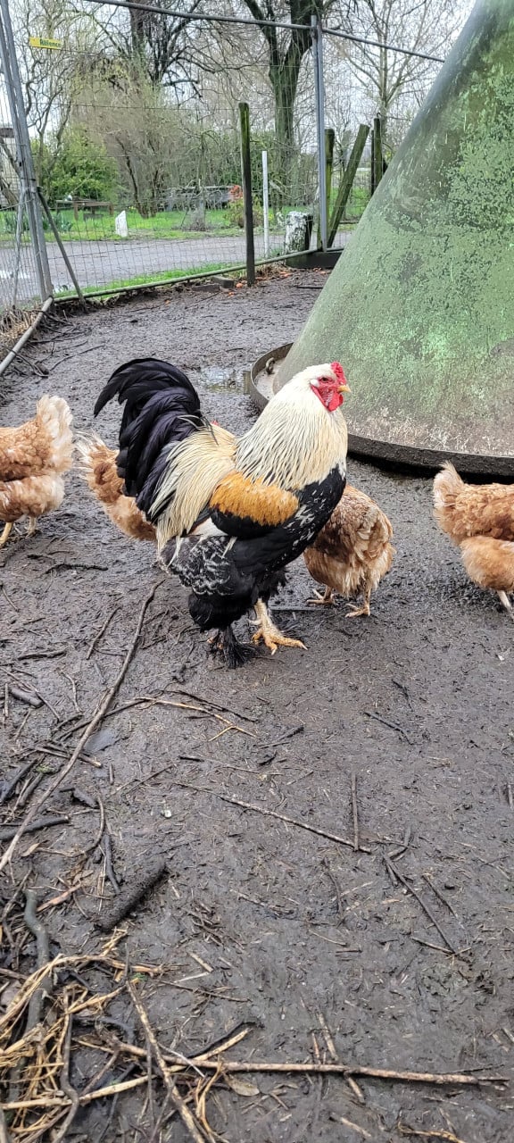 Supervers LEGMEEL van Zeeuwse bodem 60 ct/kg. zak 25 kg. € 15,--