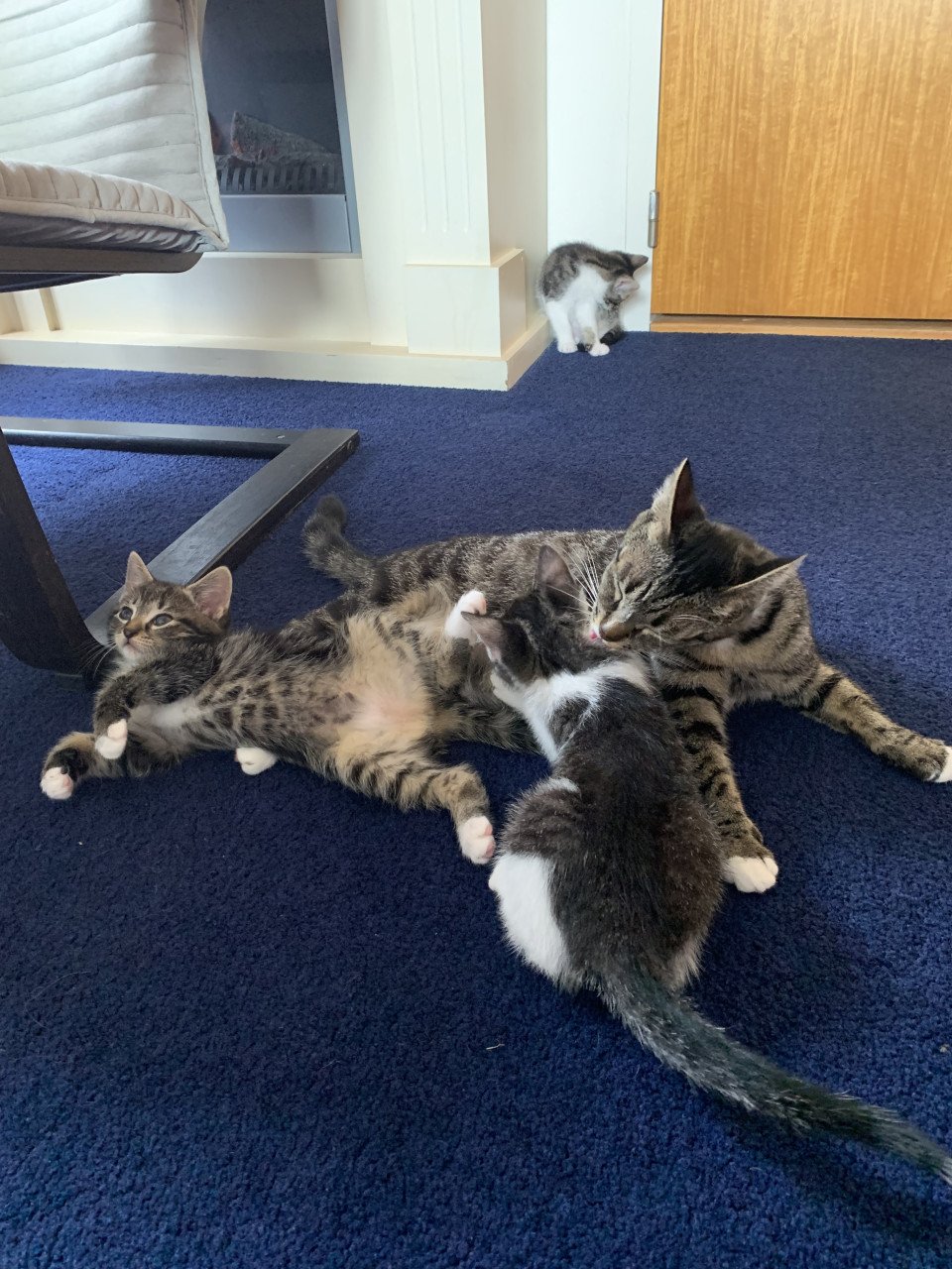 Cyperse kittens