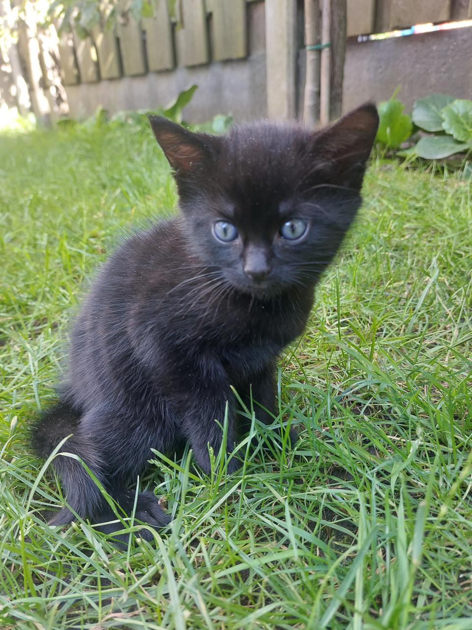 2 zwarte kittens m/v