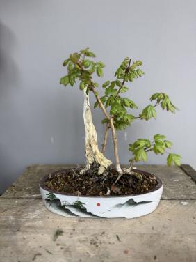 Bonsai acer in tanuki stijl