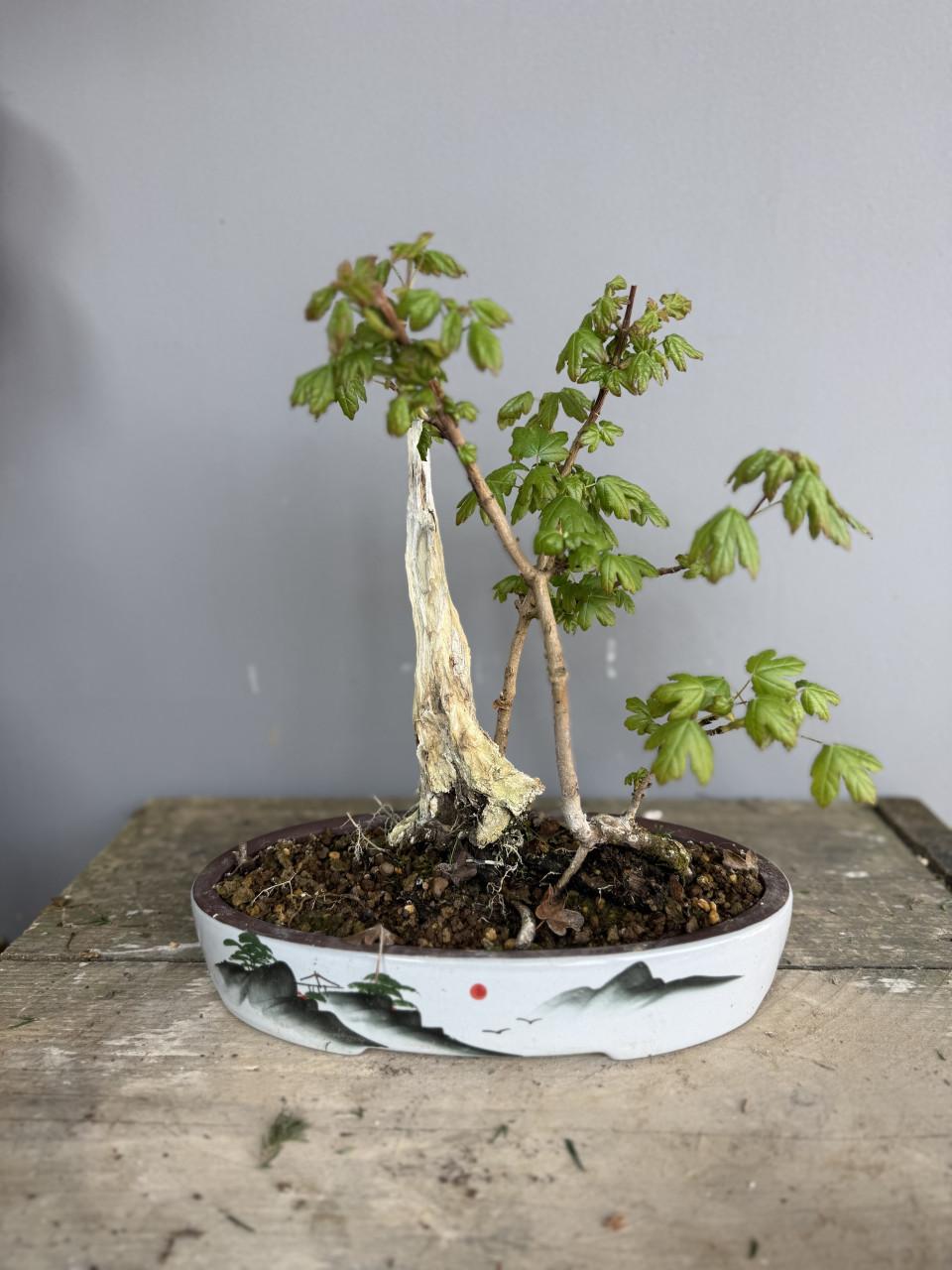 Bonsai acer in tanuki stijl