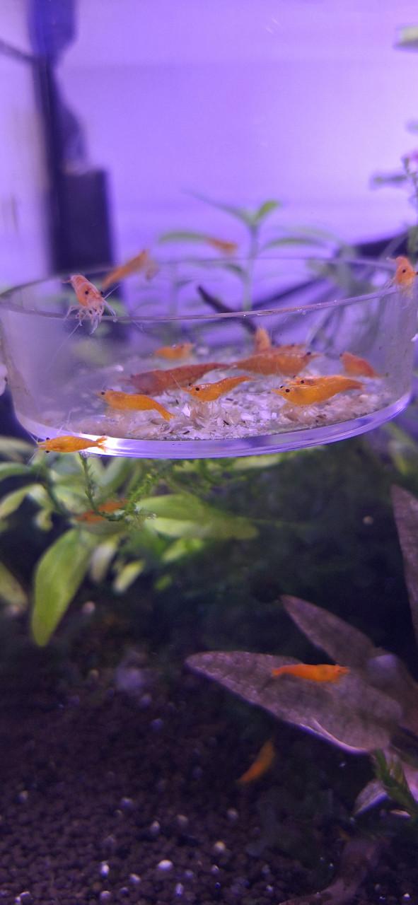 Oranje garnalen