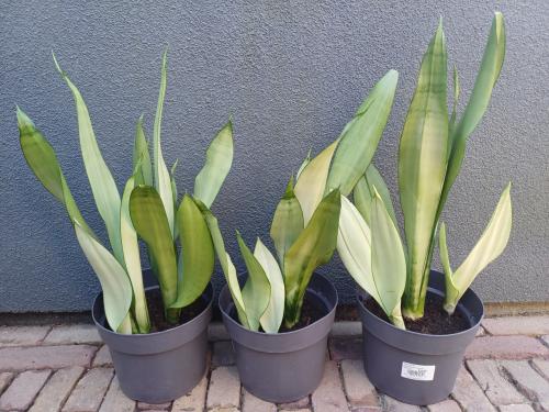 Sansevieria Moonshine, vrouwentong STEKKEN: MAKKELIJKE PLANT