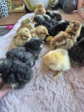 Cochin kuikens kans op krul