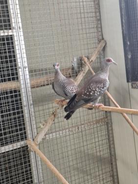 Koppel Guinea duiven