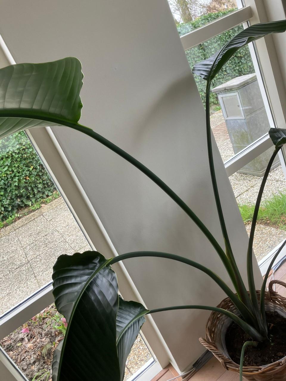 Strelitzia nicolai Paradijsvogelplant kamerplant 150cm hoog