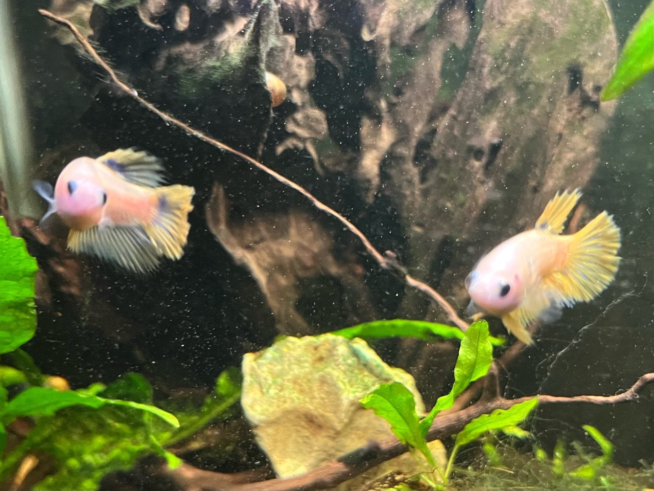 Betta vissen vrouw geel, blauw