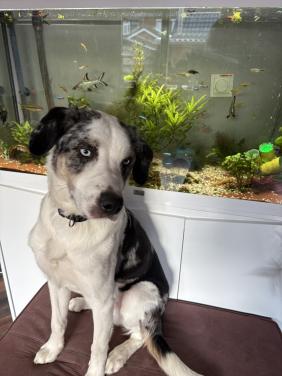 Nieuw huisje voor onze BorderCollie/ Australische herder