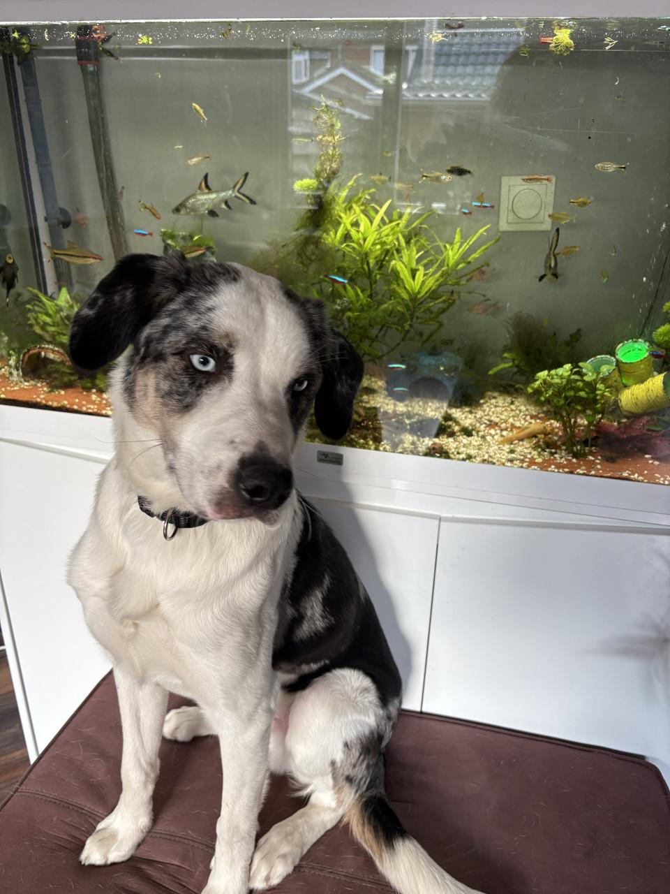 Nieuw huisje voor onze BorderCollie/ Australische herder