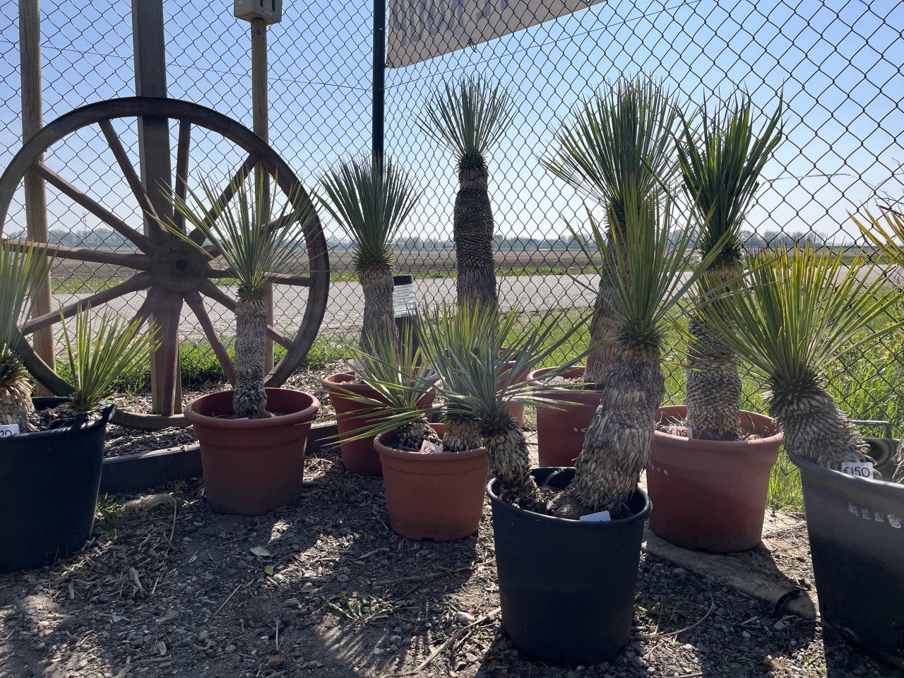 Yucca Rostrata