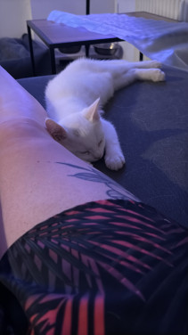 Brits korthaar kitten
