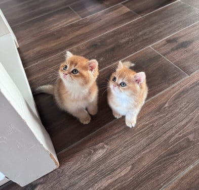 Kittens britse korthaar black golden shaded met stamboom
