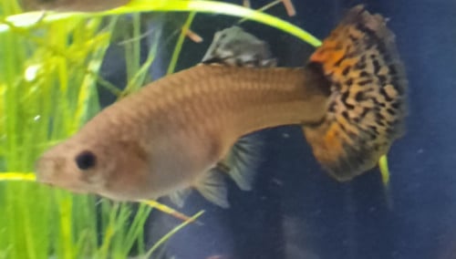 Guppy vrouwen