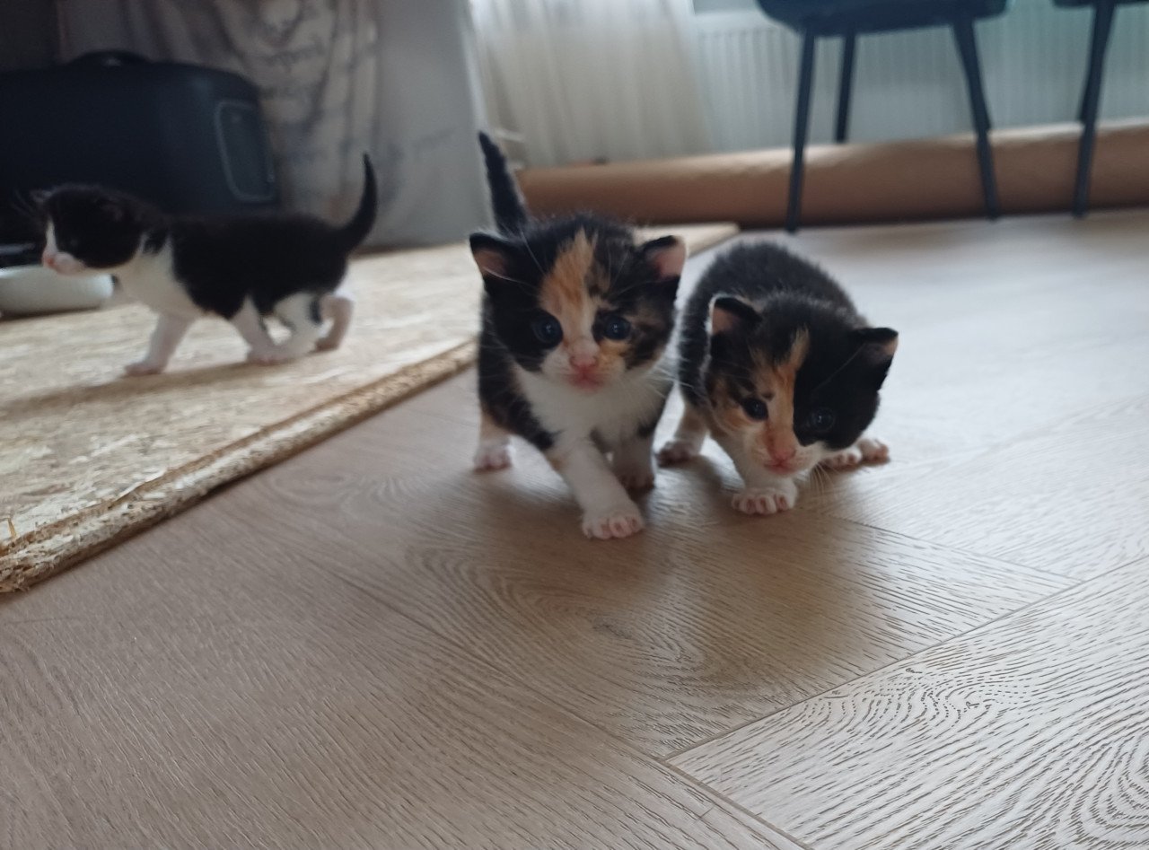 Kittens