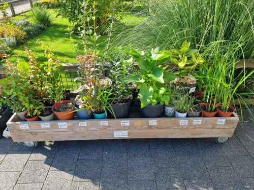 Diverse planten (op de oprit)