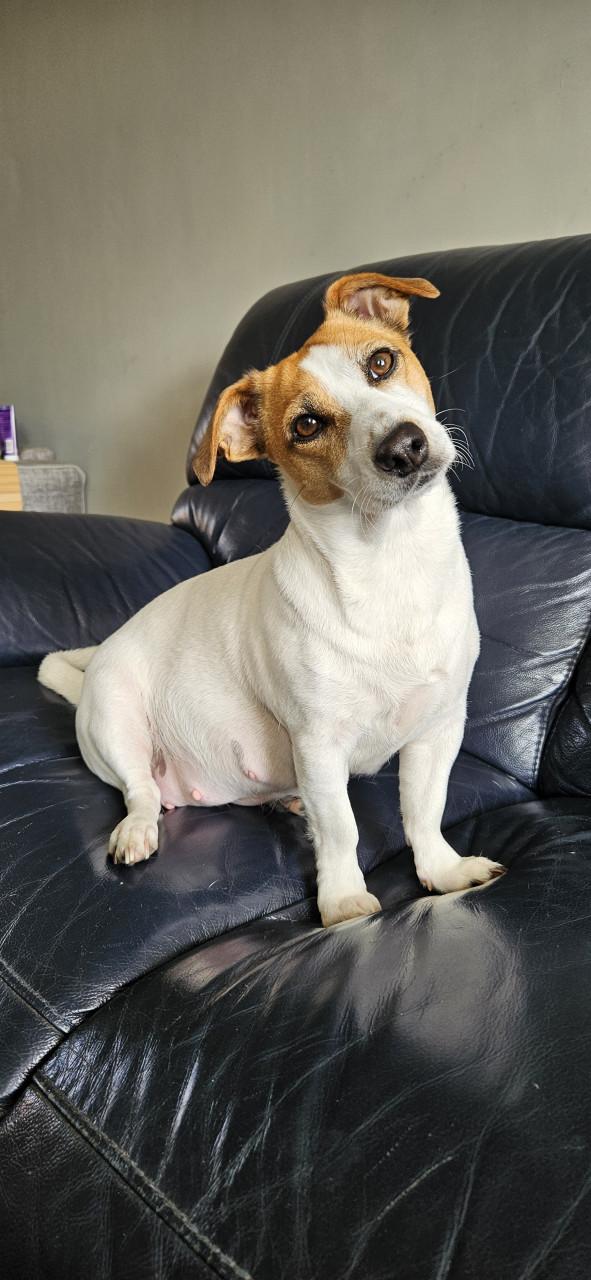Lieve jackrussel pup