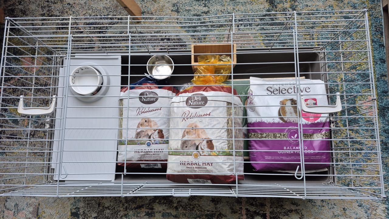 Kooi (cavia's)