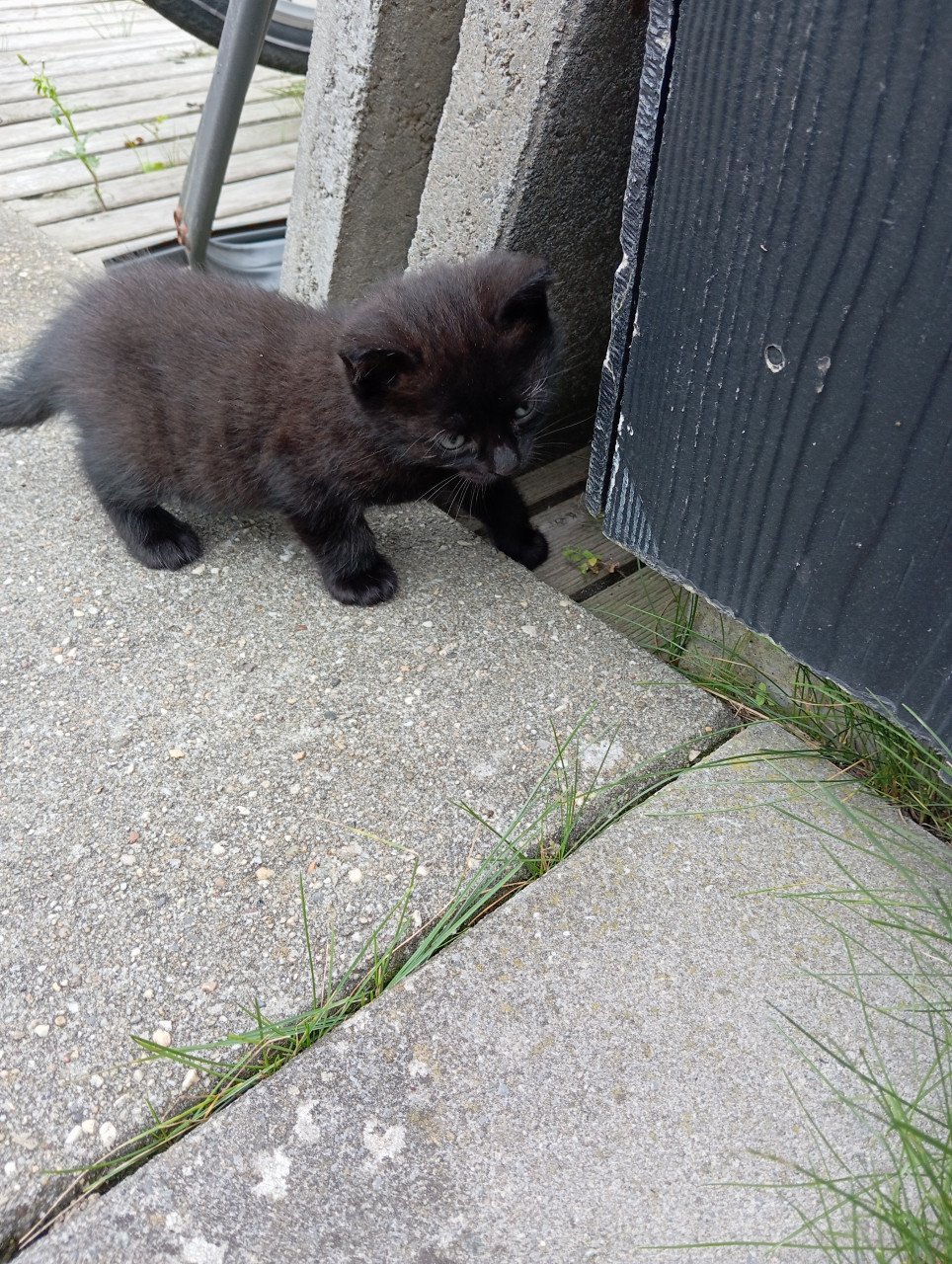 Kitten mannetje