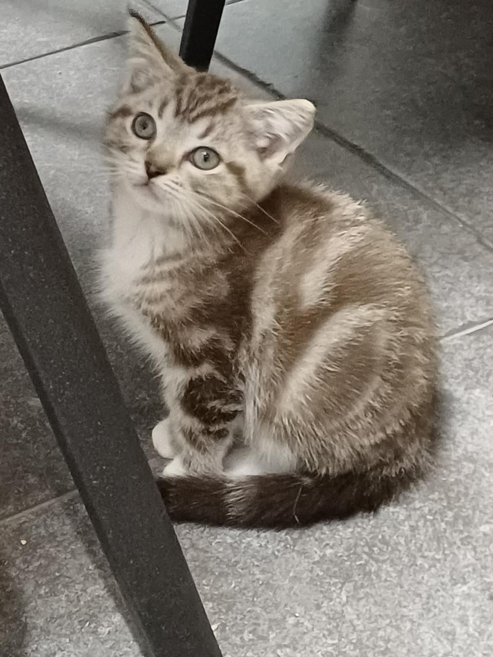 Super mooi Britse Korthaar x Ragdoll Katertje beschikbaar.