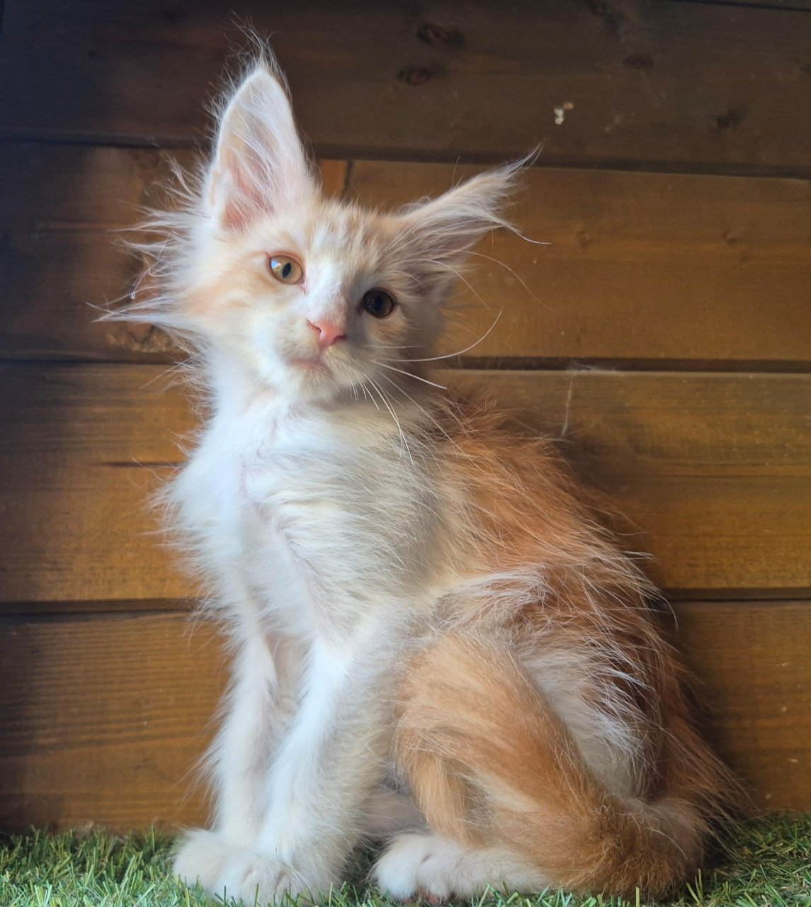 Maine coon kittens
